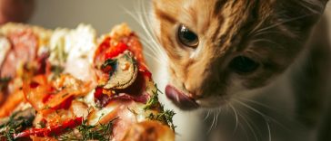 Cat eating pizza